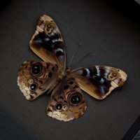 Echter Lila Flügel Schmetterling Gerahmt Taxidermie - Eunica Volumna Celma von CuriousKingdomShop