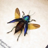 Echter Lila Juwelenkäfer Gerahmt Taxidermie - Cyphogastra Calepyga von CuriousKingdomShop