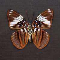 Echter Lila Schmetterling Gerahmt Tierpräparation - Adelpha Epione von CuriousKingdomShop