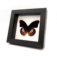 Echter Lila Schmetterling Gerahmte Taxidermie - Hypolimnas Pandarus von CuriousKingdomShop