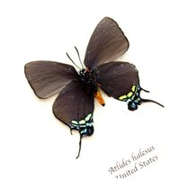 Echter Lila Zipfelfalter Schmetterling Gerahmt Tierpräparation - Atlides Halesus von CuriousKingdomShop