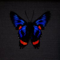 Echter Metallic Blauer Metalmark Schmetterling Gerahmt - Ancyluris Colubra von CuriousKingdomShop