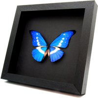 Echter Metallic Blauer Morpho Schmetterling Gerahmte Taxidermie - Rhetenor Helena von CuriousKingdomShop