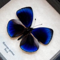 Echter Metallic Blauer Schmetterling Gerahmte Präparatur - Asterope Optima von CuriousKingdomShop