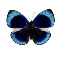 Echter Metallic Blauer Schmetterling in Schmetterlingsform - Asterope Leprieuri von CuriousKingdomShop