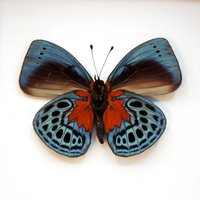 Echter Metallic Blutroter Schmetterling Gerahmte Präparatur - Asterope Optima von CuriousKingdomShop