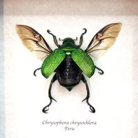 Echter Metallic-Grüner Frosch Skarabäus Gerahmter Präparator - Chrysophora Chrysochlora Echter Metallic-Grüner Frosch Skarabäus Gerahmter Präparator - Chrysophora Chrysochlora von CuriousKingdomShop