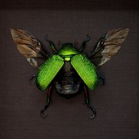 Echter Metallic Grüner Froschkäfer Gerahmte Taxidermie - Chrysophora Chrysochlora Weiblich von CuriousKingdomShop