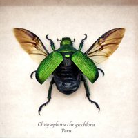 Echter Metallic Grüner Froschkäfer Gerahmte Taxidermie - Chrysophora Chrysochlora Weiblich von CuriousKingdomShop
