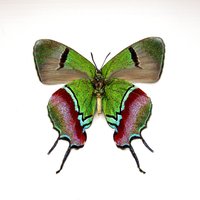 Echter Metallic Grüner Schmetterling Gerahmte Taxidermie - Evenus Regalis von CuriousKingdomShop