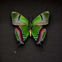 Echter Metallic Grüner Schmetterling Gerahmte Taxidermie - Evenus Regalis von CuriousKingdomShop