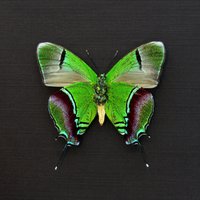 Echter Metallic-Grüner Schmetterling Mit Schmetterlingsrahmen - Evenus Regalis Großes Weibchen von CuriousKingdomShop