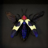 Echter Metallic Lila Käfer Gerahmte Taxidermie - Chrysochroa Buqueti Rugicollis von CuriousKingdomShop