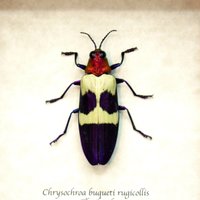 Echter Metallic Lila Käfer Gerahmte Taxidermie - Chrysochroa Buqueti Rugicollis von CuriousKingdomShop