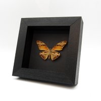 Echter Metallic Silber Golf Fritillar Schmetterling Gerahmt - Agraulis Vanillae Maculosa von CuriousKingdomShop