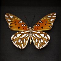 Echter Metallic Silber Golf Fritillar Schmetterling Gerahmt Taxidermie - Agraulis Vanille Groß Weiblich von CuriousKingdomShop