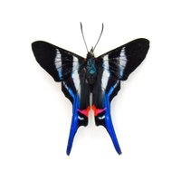 Echter Metalmark Schmetterling Gerahmte Tierskulptur - Rhetus Arcius von CuriousKingdomShop