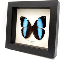 Echter Morpho Schmetterling in Blauem Metallic-Schmetterling - Achilles von CuriousKingdomShop