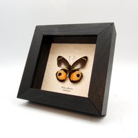 Echter Pfirsich Delias Schmetterling Gerahmt Taxidermie - Albertisi von CuriousKingdomShop