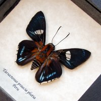 Echter Praecia Skipper Schmetterling Gerahmt Taxidermie - Tarsoctenus Praecia Plutia von CuriousKingdomShop