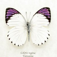 Echter Purple Tip Schmetterling Gerahmt Tierpräparation - Colotis Regina von CuriousKingdomShop