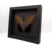 Echter Riesen Eulen Schmetterling - Caligo Eurilochus Livius 16 cm Spannweite von CuriousKingdomShop