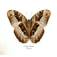 Echter Riesen- Eulen-Schmetterling Eingerahmte Tierpuppe - Caligo Balta Spannweite Von 14 cm von CuriousKingdomShop