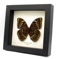 Echter Riesen Morpho Schmetterling Eingerahmt - Achilles von CuriousKingdomShop