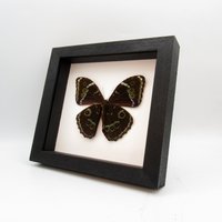 Echter Riesen Morpho Schmetterling Gerahmte Taxidermie - Peleides von CuriousKingdomShop