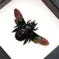Echter Riesen-Schreiner Bee Gerahmt Taxidermie - Xylocopa Latipes Weiblich von CuriousKingdomShop