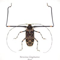 Echter Riesenharlekin Käfer Gerahmt Tierpräparation - Acrocinus Longimanus Xl von CuriousKingdomShop