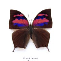 Echter Rosa Gerahmter Schmetterling - Anaea Nessus Echter Rosa Gerahmter Schmetterling - Anaea Nessus von CuriousKingdomShop