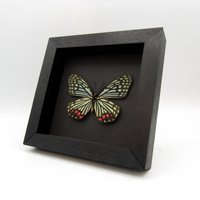 Echter Rot-Grün Gerahmter Schmetterling - Hestina Assimilis Xl von CuriousKingdomShop