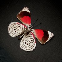 Echter Roter Achtzig-Achtziger Schmetterling Gerahmte Taxidermie - Diaethria Lidwina von CuriousKingdomShop