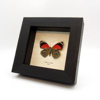Echter Roter Godart's Numberwing Schmetterling Gerahmter Präparator - Callicore Cyllene Echter Roter Godart's Numberwing Schmetterling Gerahmter Präparator - Callicore Cyllene von CuriousKingdomShop