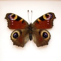 Echter Roter Pfau Schmetterling Gerahmt Taxidermie - Inachis Io von CuriousKingdomShop