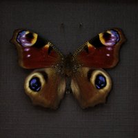 Echter Roter Pfau Schmetterling Gerahmt Taxidermie - Inachis Io von CuriousKingdomShop