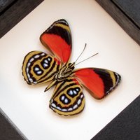 Echter Roter Schmetterling Gerahmt Taxidermie - Callicore Cyllene von CuriousKingdomShop