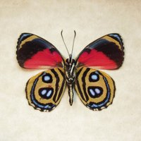 Echter Roter Schmetterling Gerahmt Taxidermie - Callicore Peristera von CuriousKingdomShop