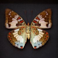 Echter Roter Schmetterling Gerahmt Taxidermie - Euthalia Adonia Weiblich von CuriousKingdomShop