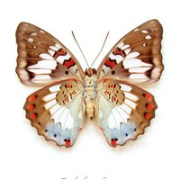 Echter Roter Schmetterling Eingerahmt - Euthalia Adonia Weiblich von CuriousKingdomShop