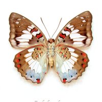 Echter Roter Schmetterling Gerahmt Taxidermie - Euthalia Adonia Weiblich von CuriousKingdomShop