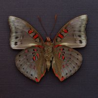 Echter Roter Schmetterling Gerahmte Tierpräparation - Euthalia Amanda von CuriousKingdomShop