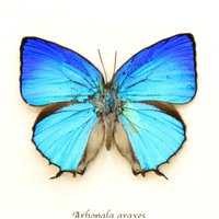 Echter Schillernder Blauer Haarstreak Schmetterling Gerahmt Taxidermie - Arhopala Araxes von CuriousKingdomShop