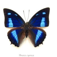 Echter Schillernder Blauer Schmetterling Eingefasste Tierpräparation - Anaea Cyanea von CuriousKingdomShop