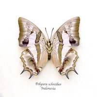 Echter Schmetterling Eingerahmt Mit Perlmuttglanz - Polyura Schreiber Weiblich Echter Schmetterling Eingerahmt Mit Perlmuttglanz - Polyura Schreiber Weiblich von CuriousKingdomShop