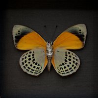 Echter Schmetterling Gerahmt Taxidermie - Asterope Markii von CuriousKingdomShop