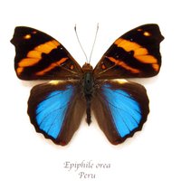 Echter Schmetterling Gerahmt Tierpräparation - Epiphile Orea von CuriousKingdomShop