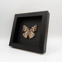 Echter Schmetterling Gerahmte Präparation - Baeotus Deucalion von CuriousKingdomShop