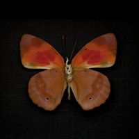 Echter Schmetterling Gerahmte Präparation - Temenis Pulchra Pallidior von CuriousKingdomShop